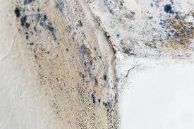 Mold Documentation for Insurance Claims in Arcadia, CA